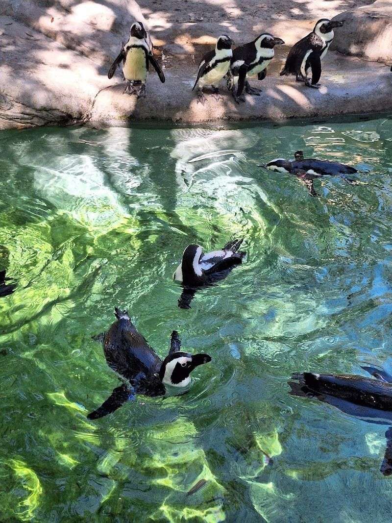 ZooTampa at Lowry Park - Tampa, FL