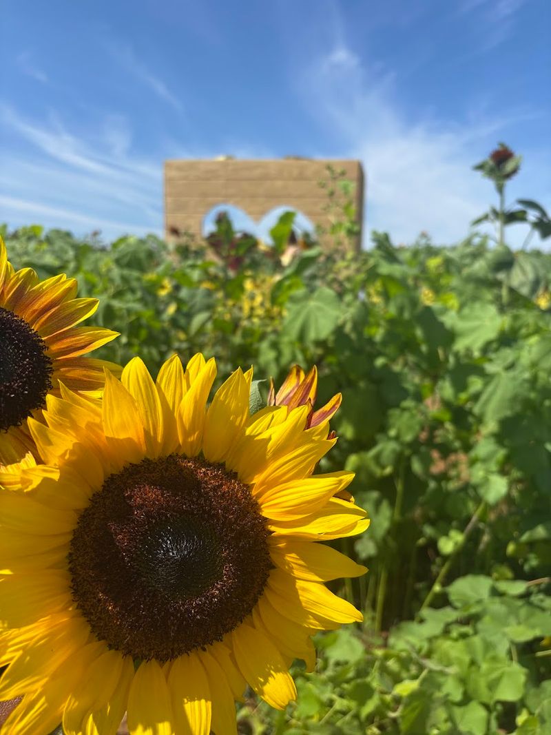 Sunflower Maze and Meadow Trails