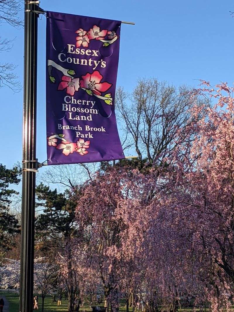 History and Design Notes