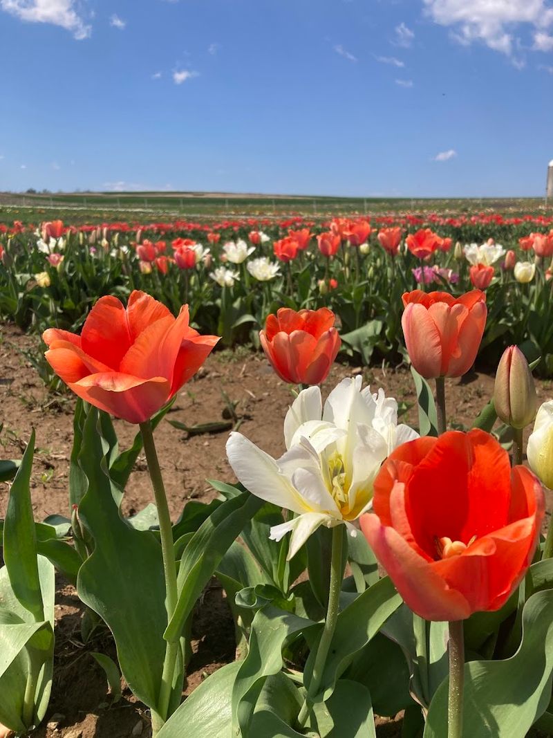 Tulip Picking Etiquette
