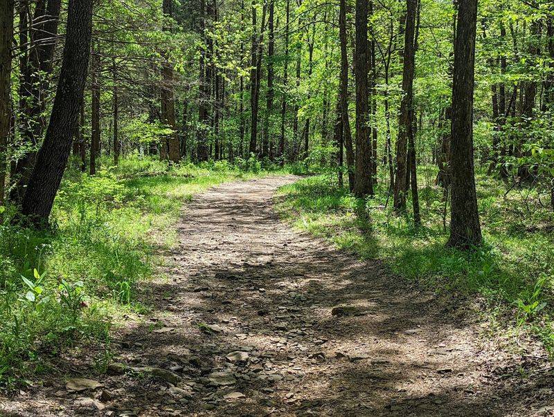 Family-Friendly Hiking With Curious Kids