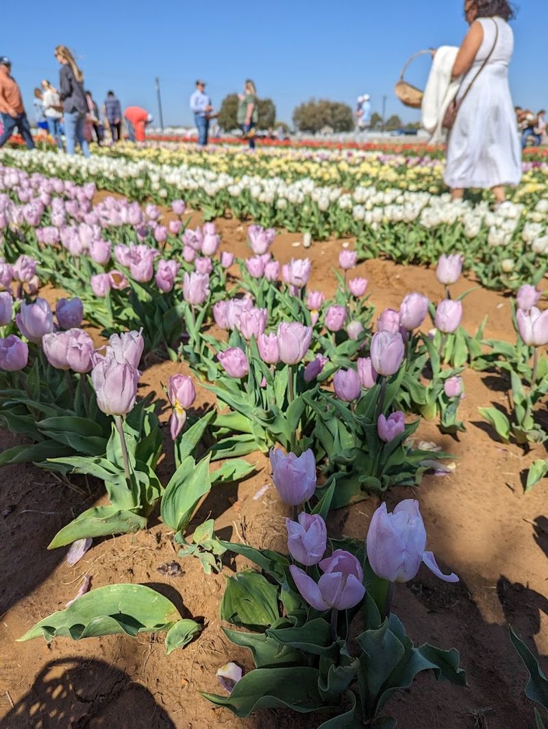 How the Picking Process Actually Works