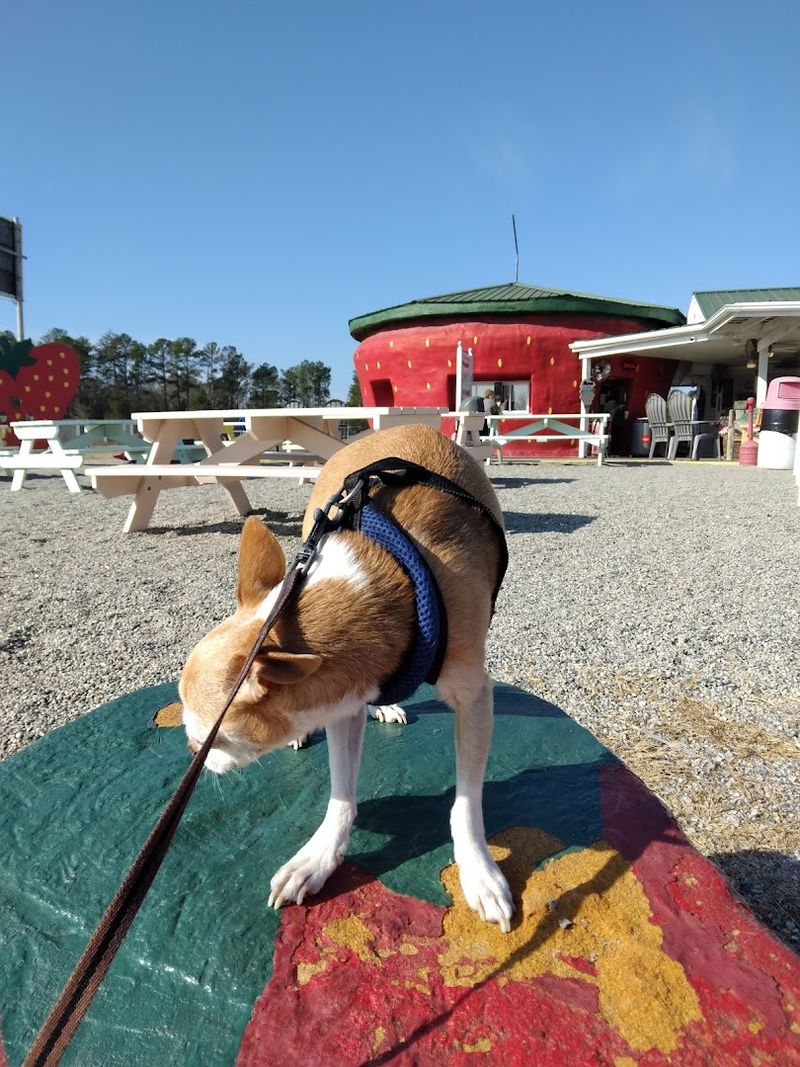 Pet-Friendly Setup for Four-Legged Travelers