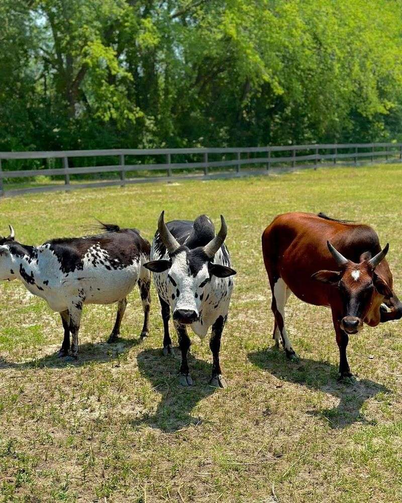 Essential Visitor Information for Sweet Valley Ranch