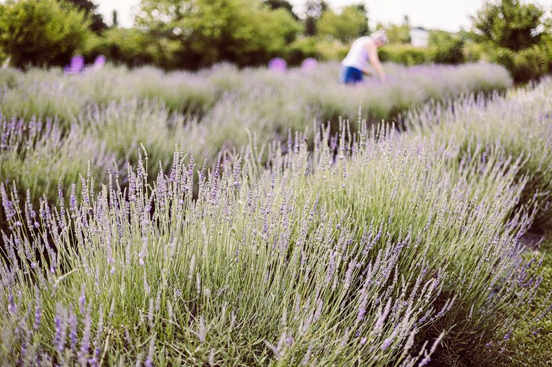 The Lavender Field – California, Kentucky