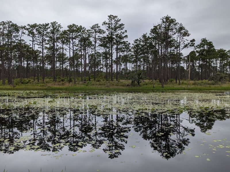 Croatan National Forest