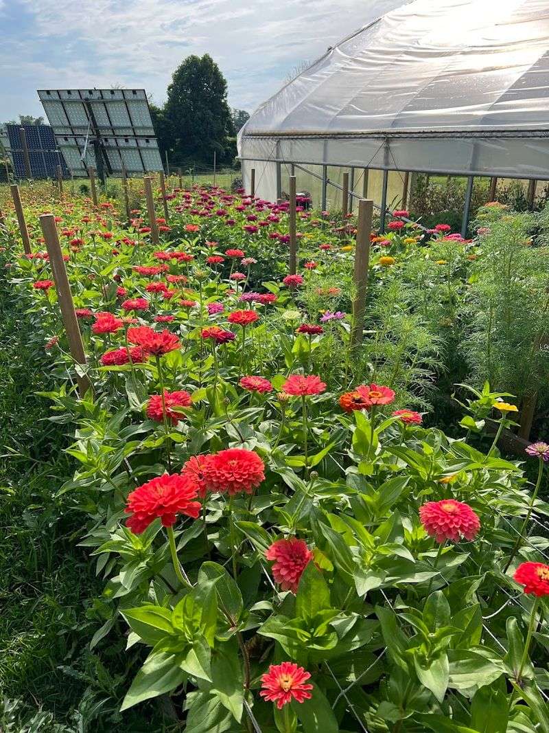 Greenhouse Picnics and Peaceful Breaks