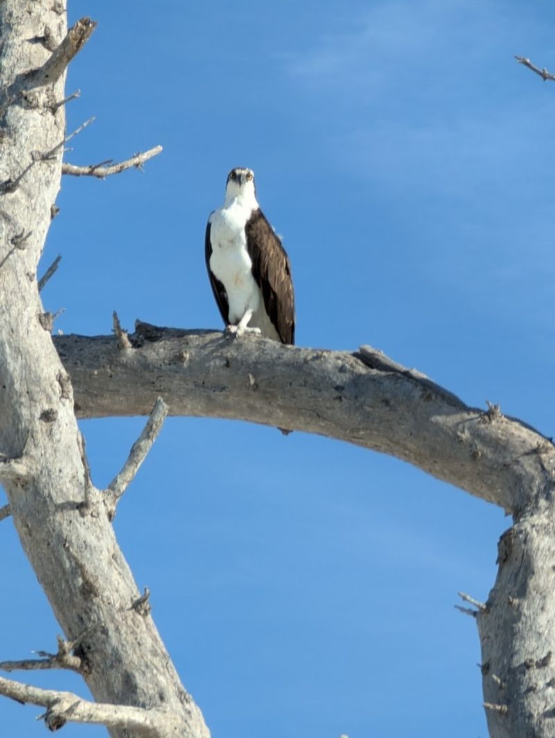 Native Wildlife and Marine Life Encounters