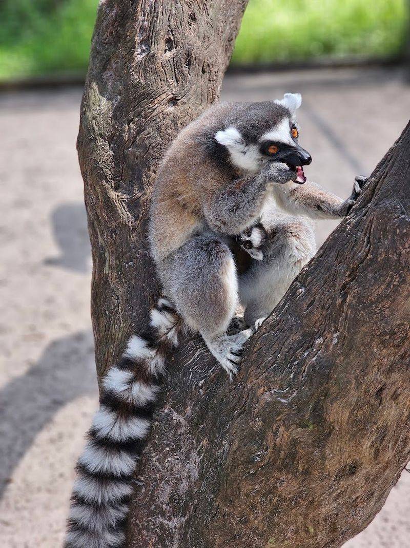 Lemur Feeding Add on