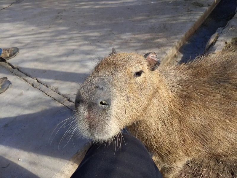 Capybara Feeding: Flat-Palm Success