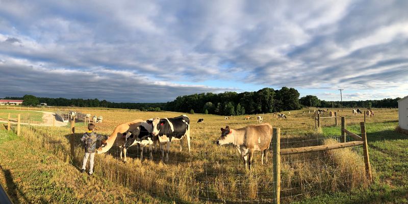 Seeing the Cows Grazing Right Outside
