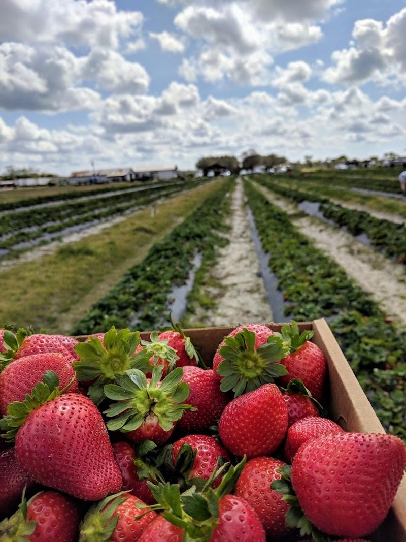U-Pick Strawberries and Seasonal Harvest