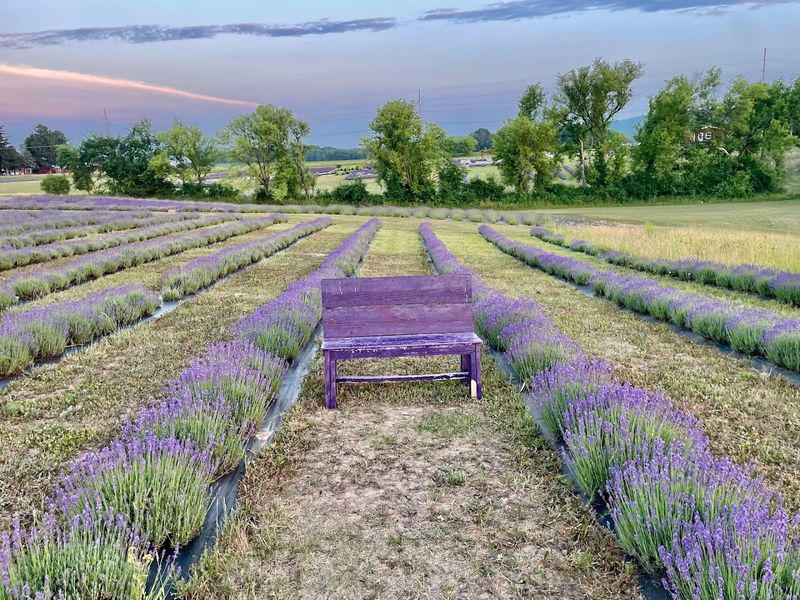 New Life Lavender & Cherry Farm – Baraboo, Wisconsin