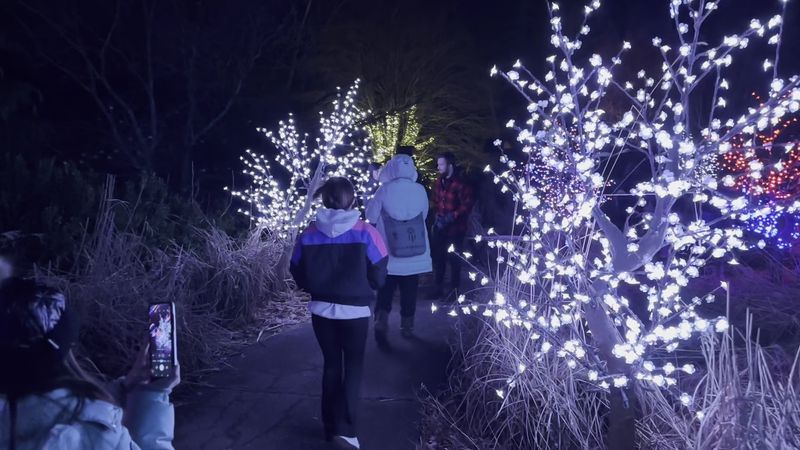 LIGHTS At Fernwood Winter Experience