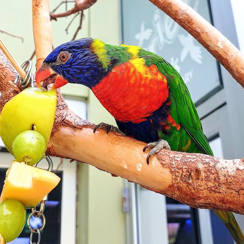 Lorikeet Feeding Encounter