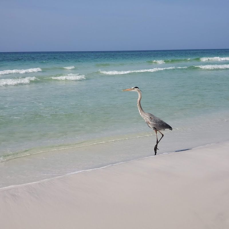 Wildlife You Might Spot Along the Shore