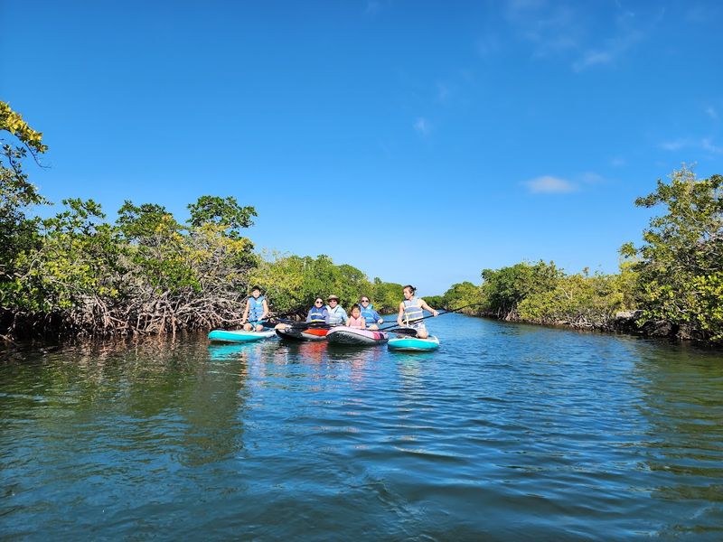 Mangrove Forests That Protect Florida's Coastline