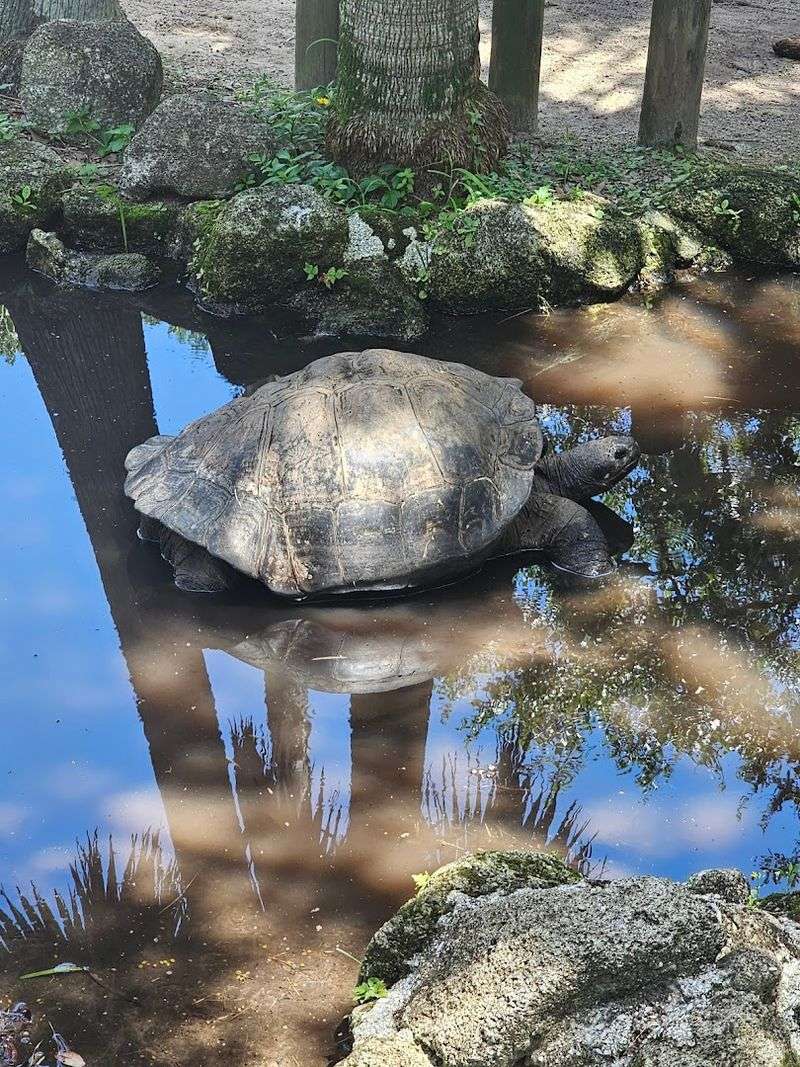 Exotic Wildlife Beyond Reptiles: Sloths, Lemurs, and Giant Tortoises