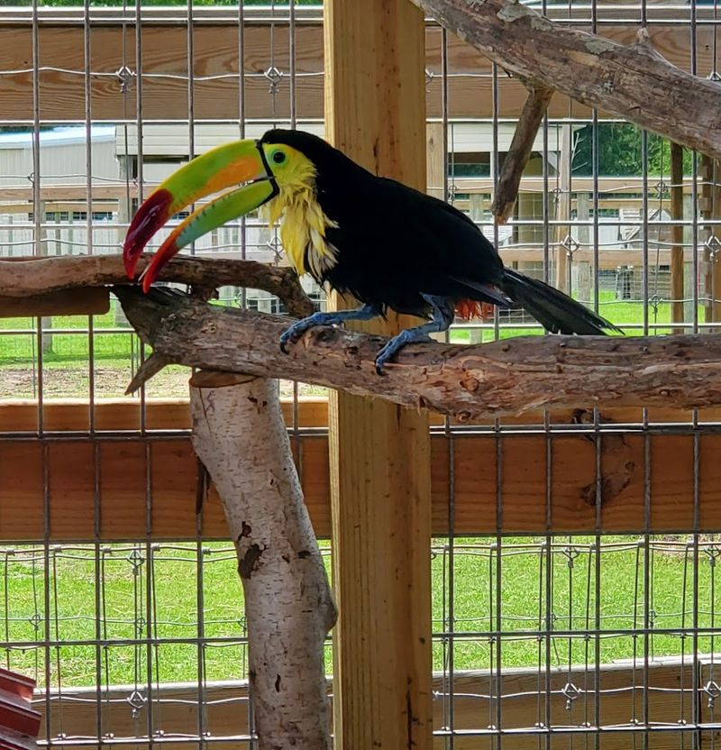 Exotic Birds, Emus, and Feathered Friends