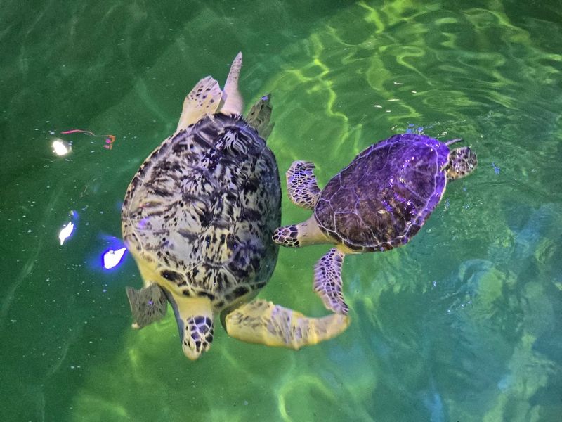 Sea Turtle Rescue and Rehabilitation Program