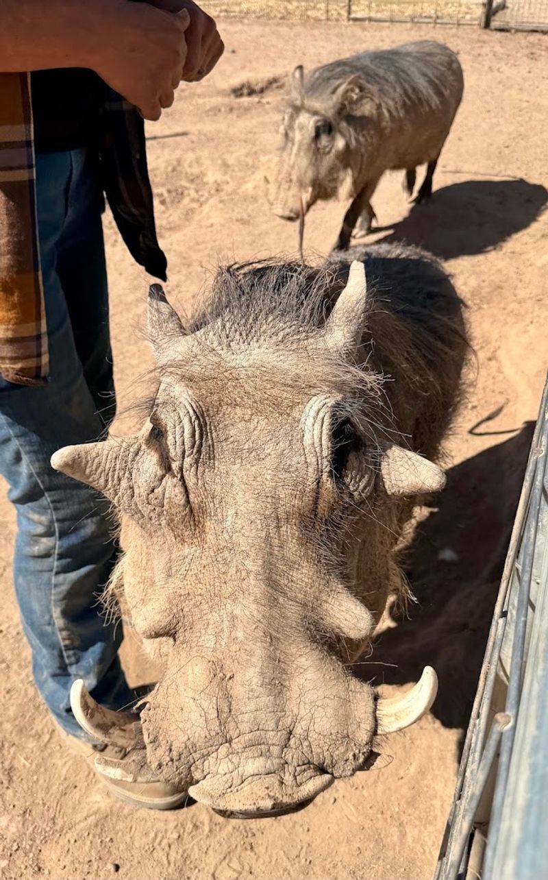 Beyond Capys: Other Stars