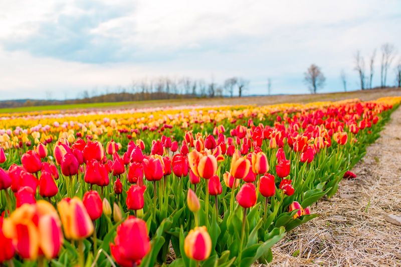 The Endless Mountains Setting