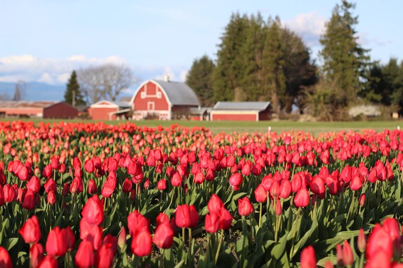 Tulip Town