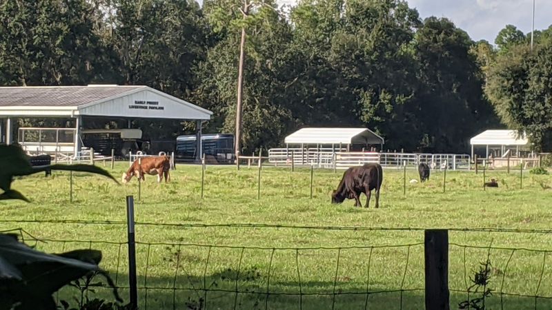 Wildlife Watching on Paynes Prairie
