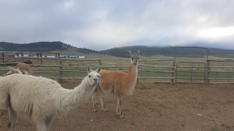 Family-Friendly Activities Beyond the Saddle