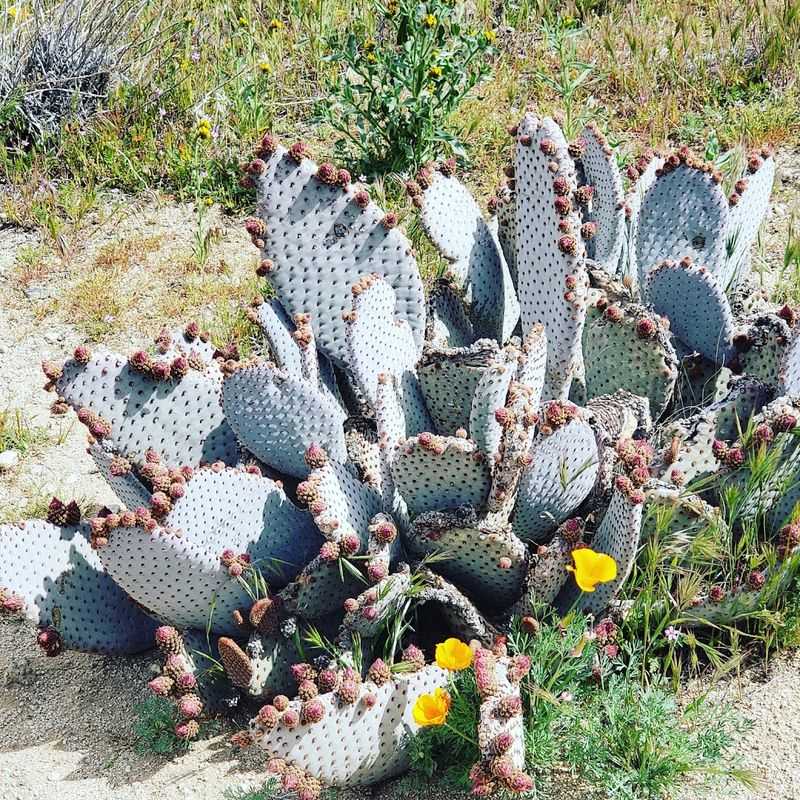 What to Expect Beyond Poppies