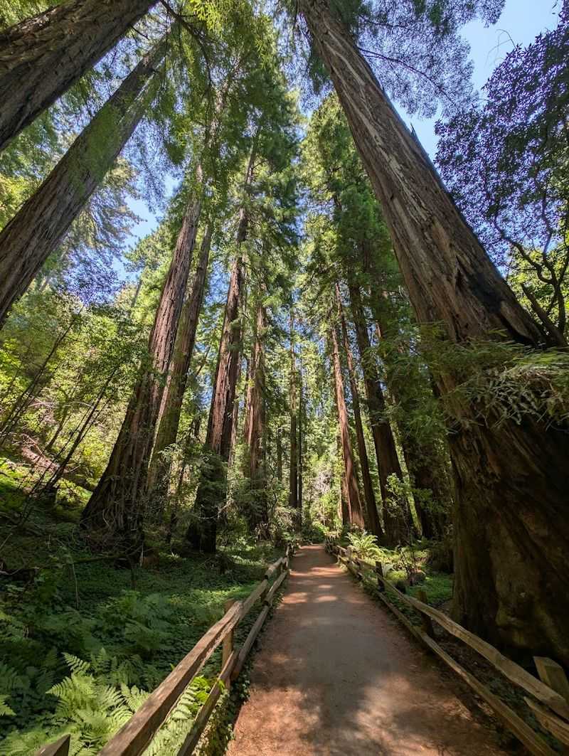 Muir Woods National Monument — Mill Valley, CA