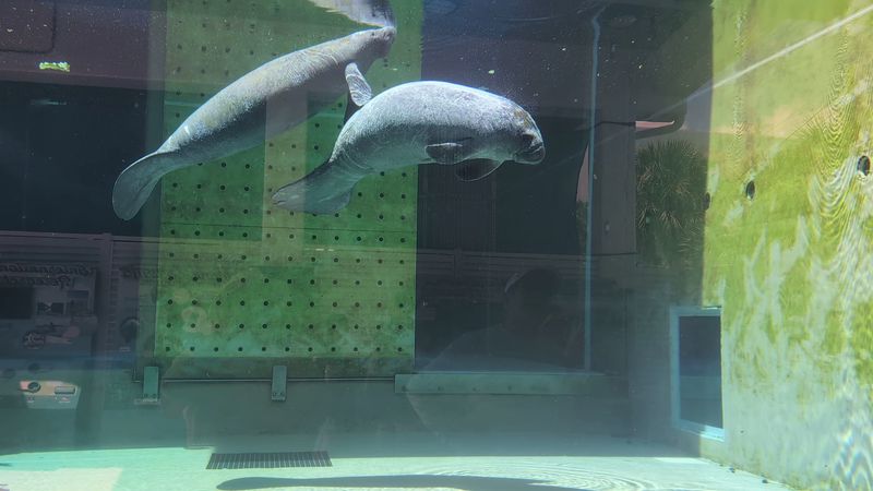 The Manatee Exhibits with Active, Up-Close Viewing