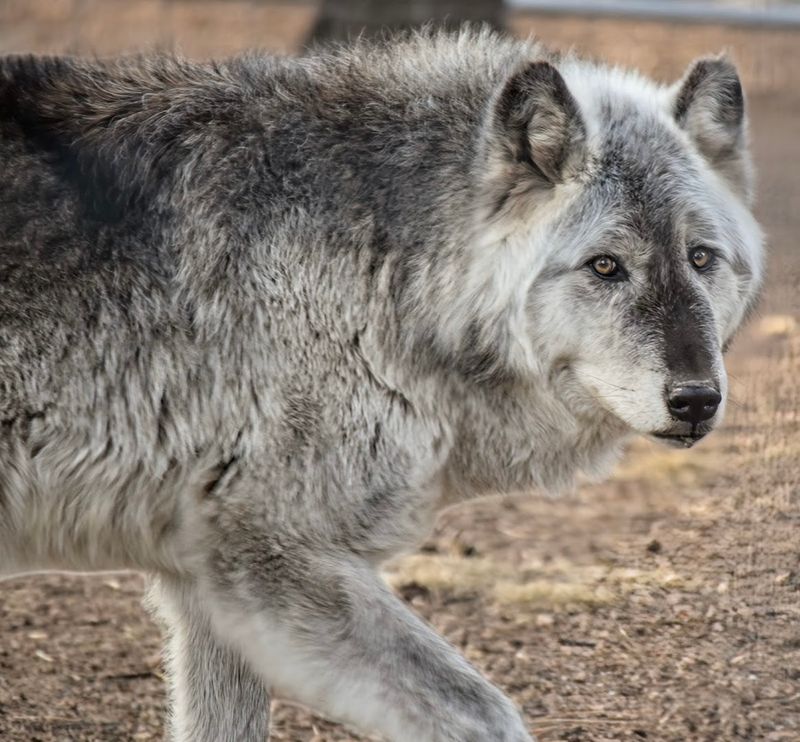 Colorado Wolf and Wildlife Center &mdash; Divide, Colorado