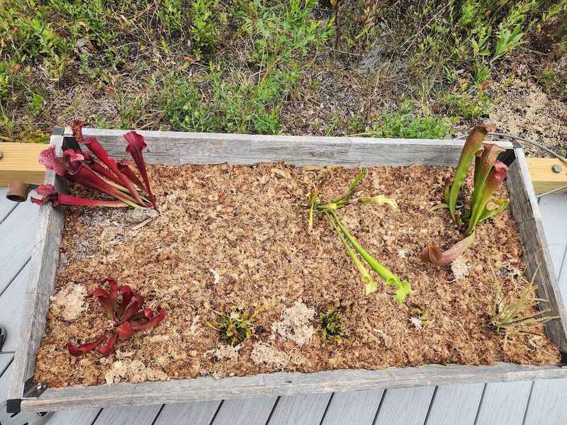 Conservation and Research Efforts