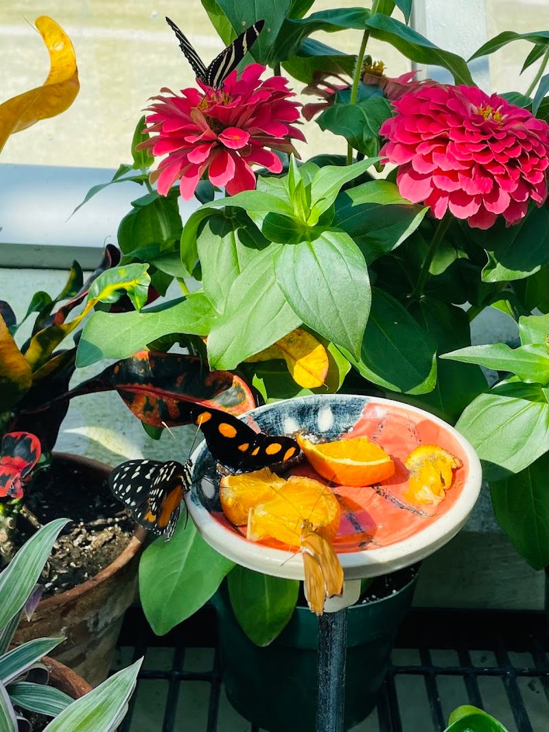 The Butterfly House and Conservatory