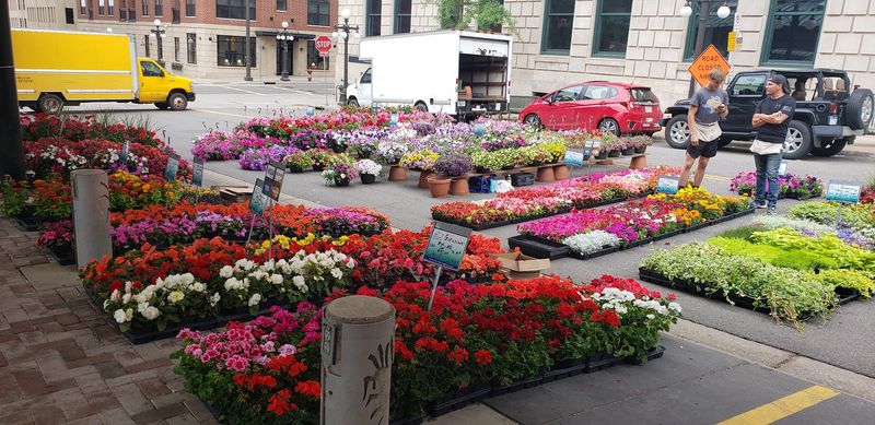 Flowers, Herbs, and Garden Starts