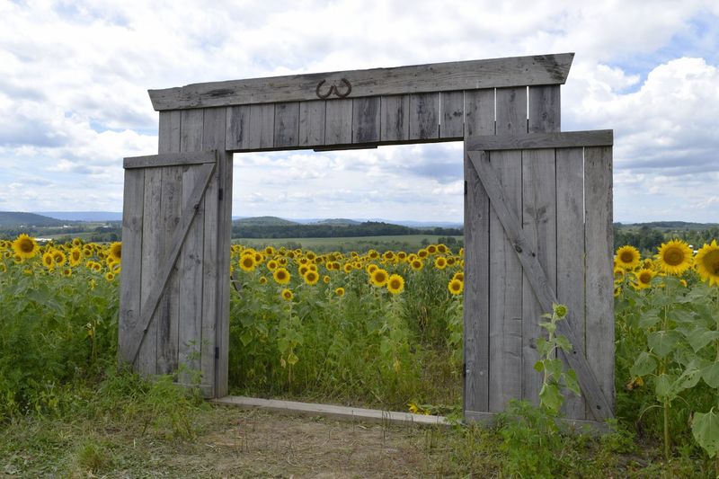 Farm Attractions and On-Site Amenities