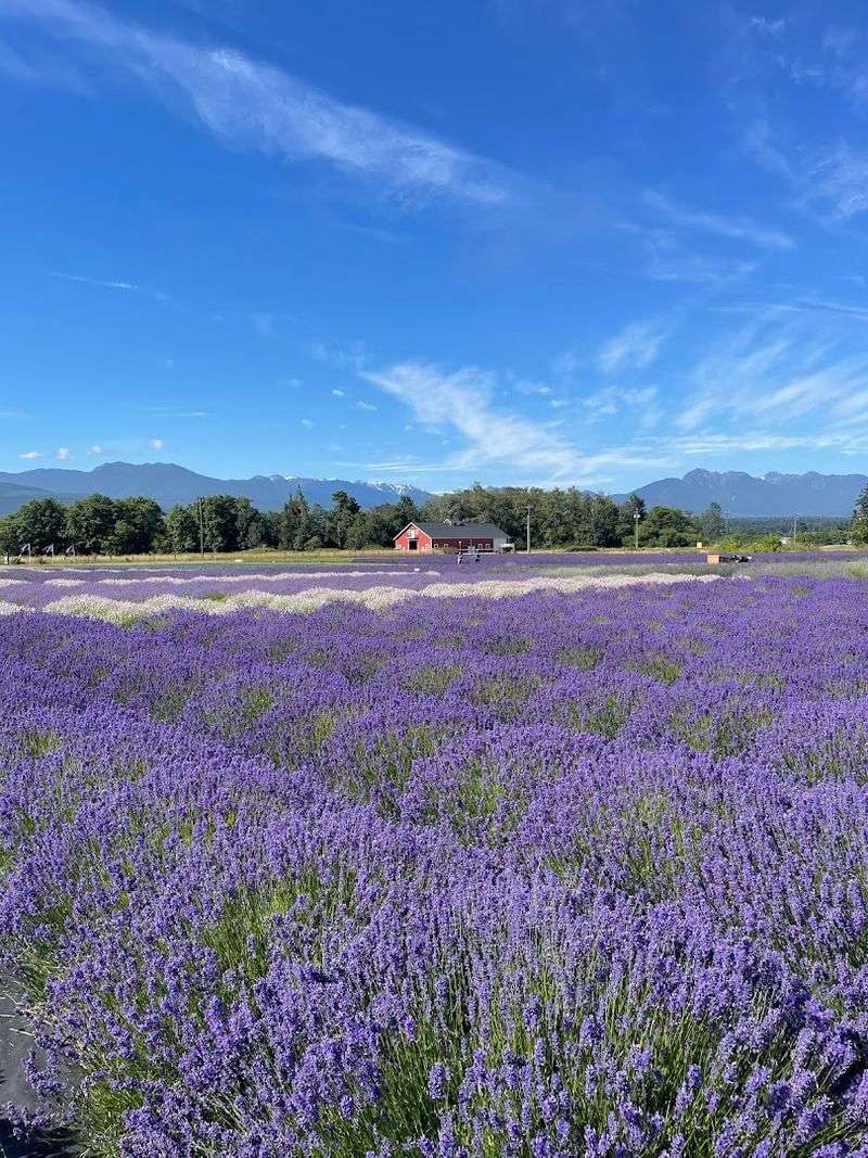 B&B Family Farm – Sequim, Washington