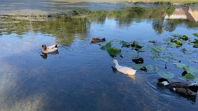 Marimac Lakes Park Walk