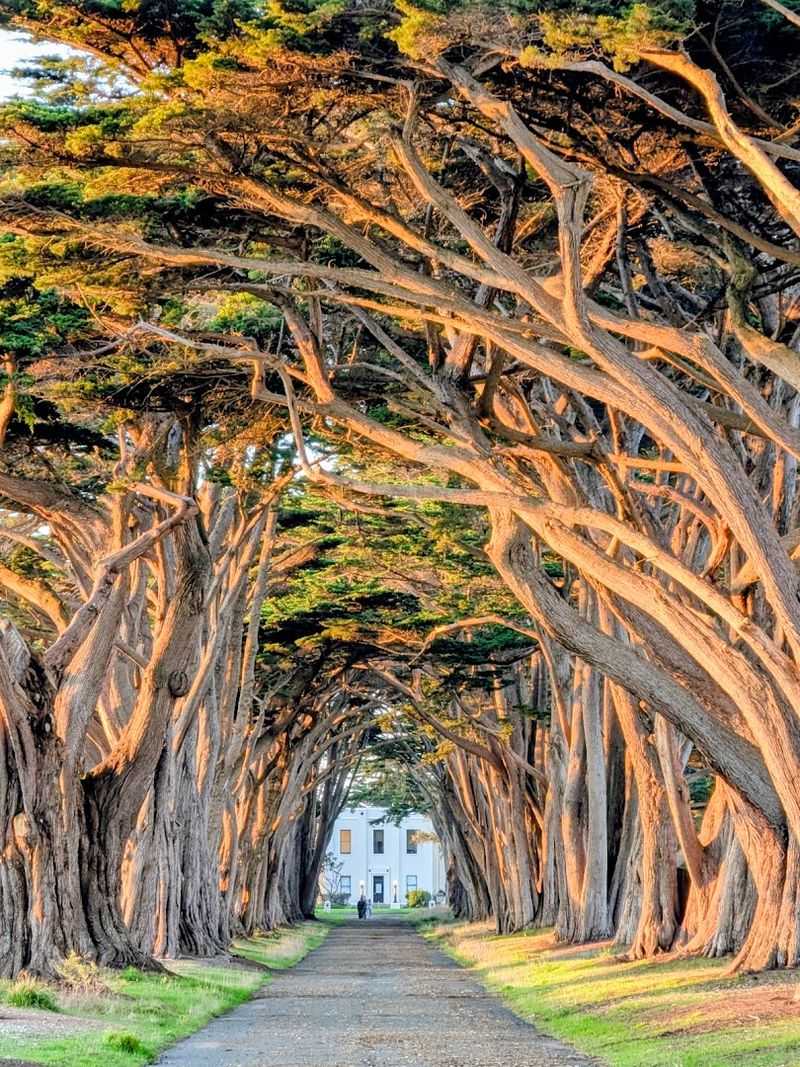 Point Reyes Coastal Wildflowers, California