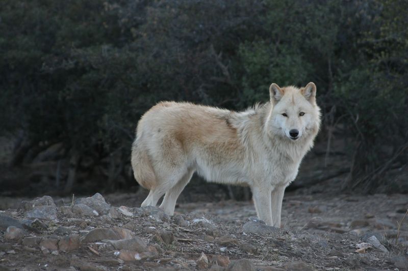 California Wolf Center &mdash; Julian, California
