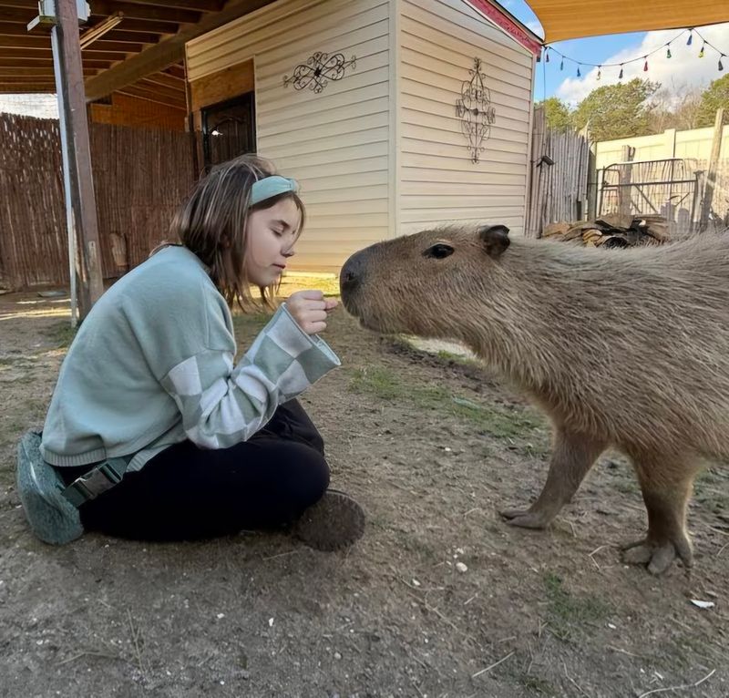 Capybara Personal Encounter Add-On
