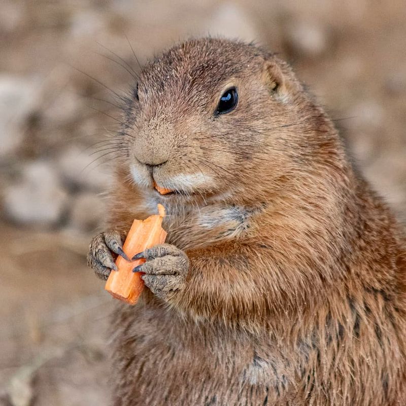 Crowd Navigation and Best Times