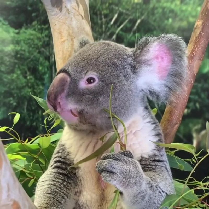 San Diego Zoo - San Diego, CA