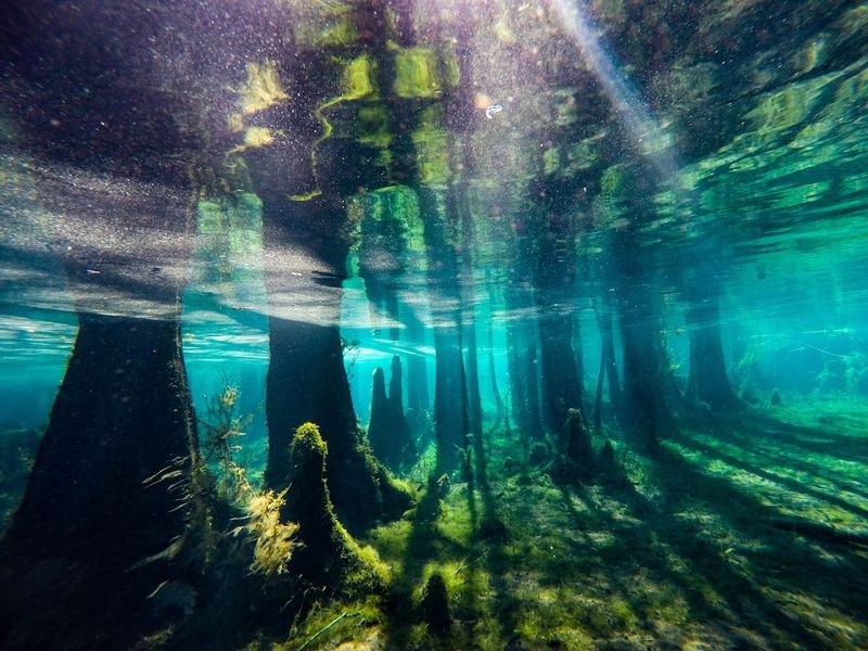 Scuba and Freediving Notes