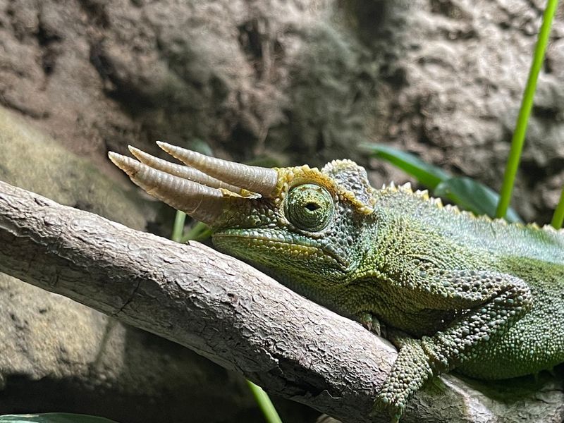 An Impressive Variety of Exotic Animals