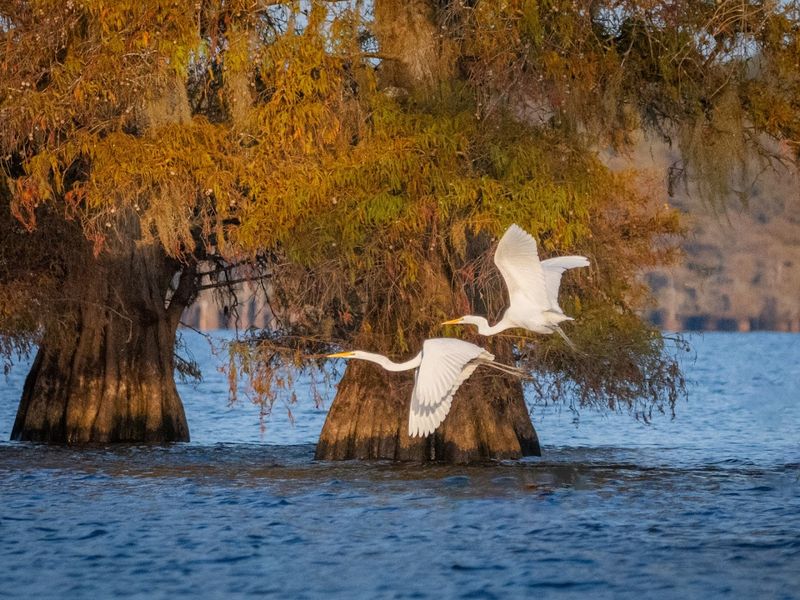 Photographing the Spanish Moss and Morning Fog