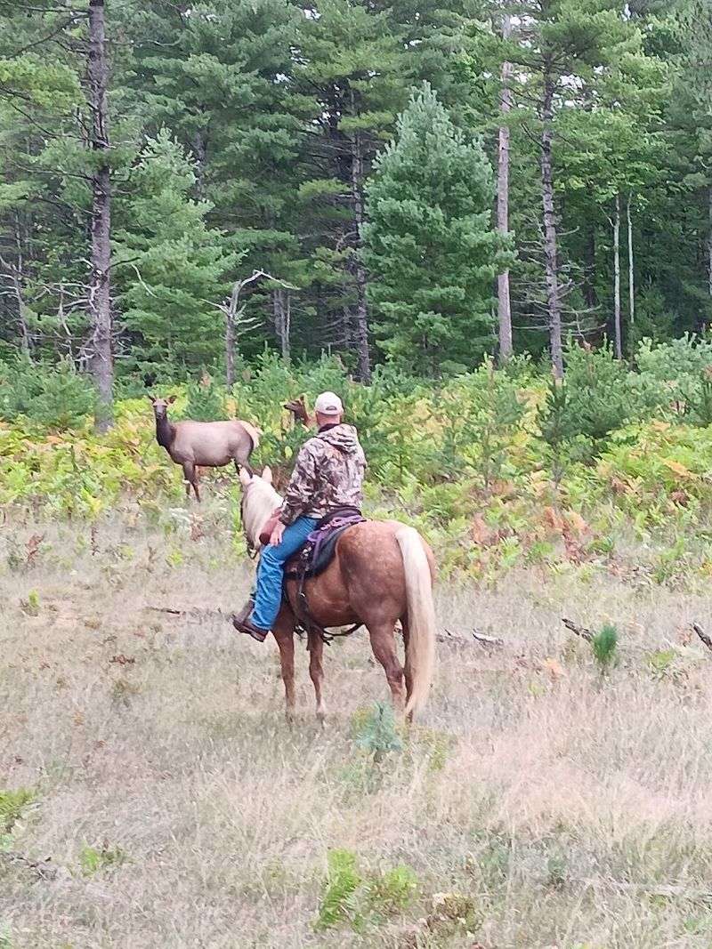 Elk Viewing That Rivals Any National Park Experience
