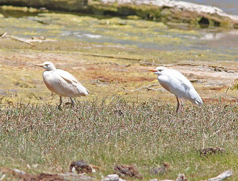 Sandy Beach Day Use Game Plan