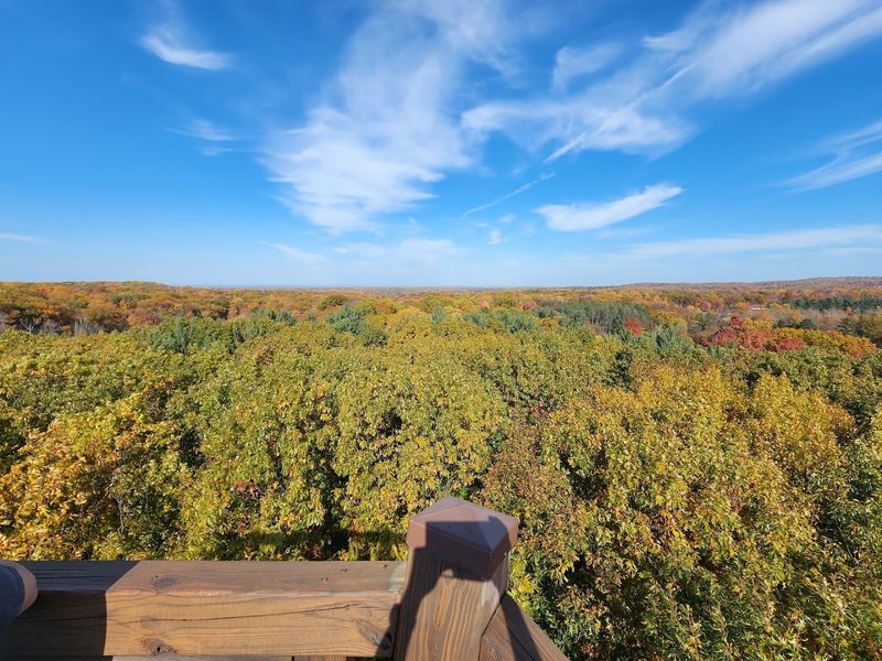Noticing Forest Life from Above